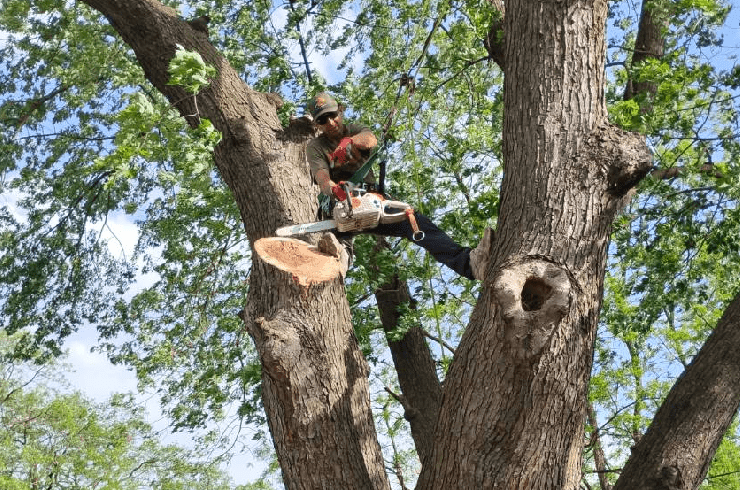 A Top Notch Tree Service