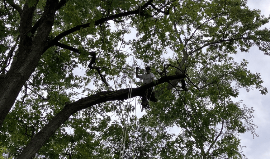 Tree Cabling