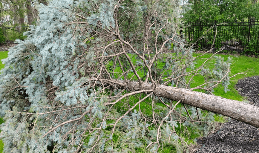 Tree Removal